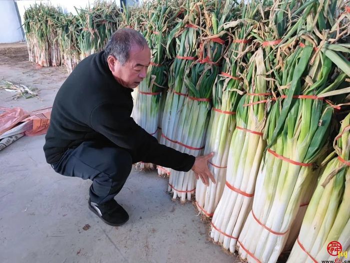 担子挑了19载 实力认证“名招牌” 章丘大葱2600余年还是那个味儿…