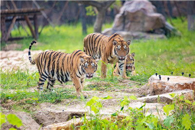 4只大熊猫到这个地方安家落户！9月16日与游客见面