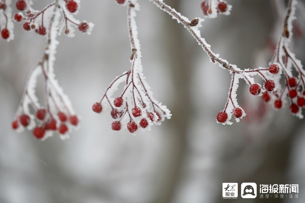 山东泰安：雪后泰山现雾凇宛如仙境美不胜收