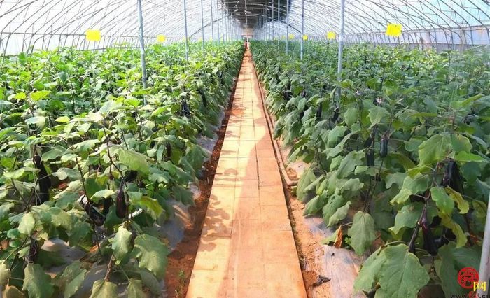 全国劳动模范坐镇的西城高科，8年来为三农创造了哪些惊喜？