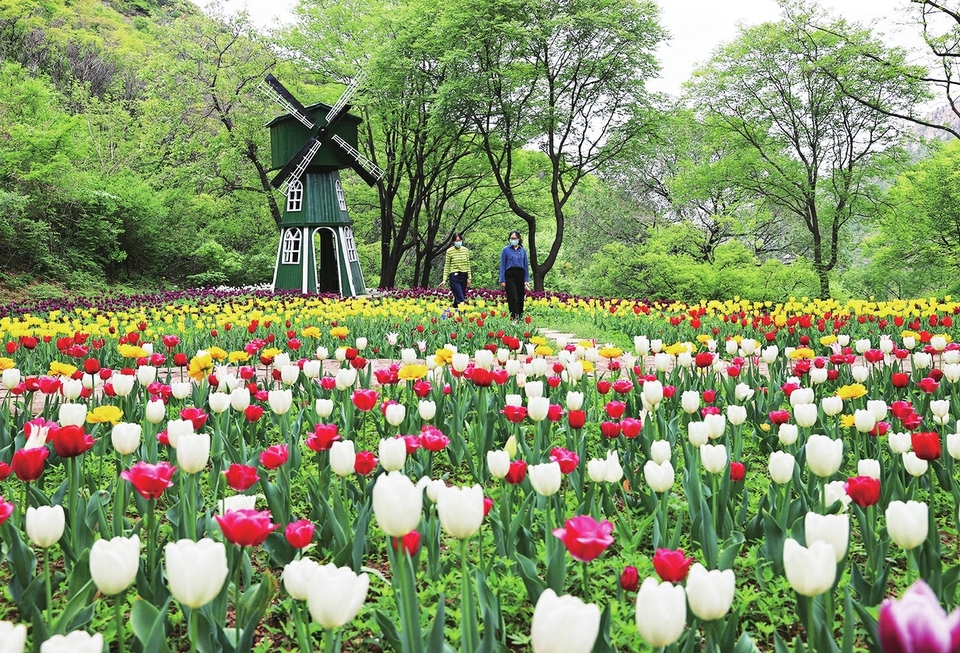 红叶谷百万株郁金香花海色彩缤纷梦幻浪漫