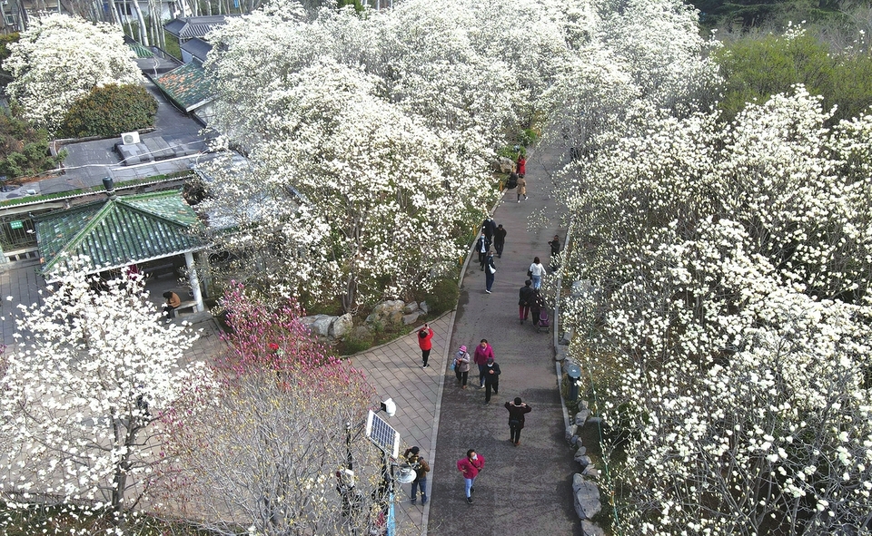 美丽花海 济南最大面积的玉兰花绽放