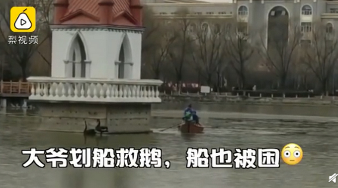 大鹅太难了！哈师大的黑天鹅冻湖上了！划船去救结果船也冻上了！
