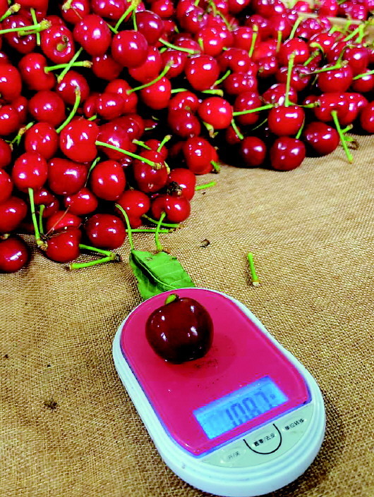 山东烟台：优价难求优果 电商抢樱桃常红脸