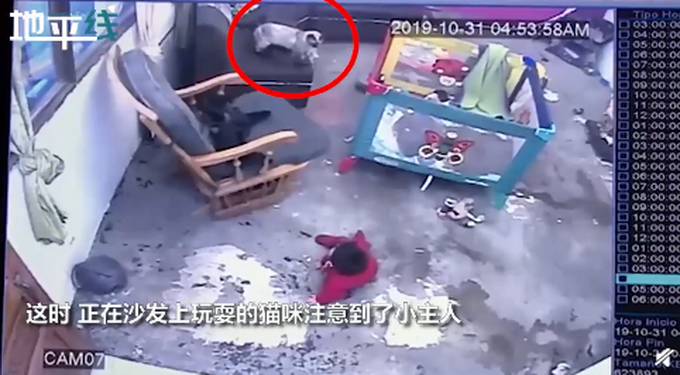 喵星人飞扑救下小主人！网友以为宝宝被咬，结果下一秒感动不已