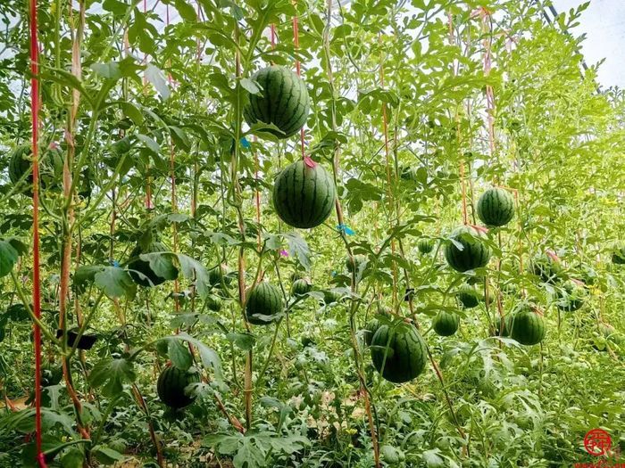 吃上济南黄河滩西瓜才叫过夏～头茬上市遇“抢瓜潮”
