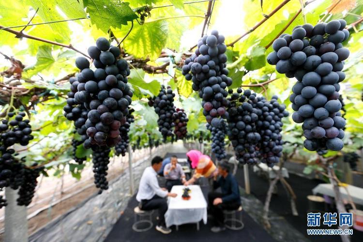 山东即墨：“农旅葡萄”迎丰收