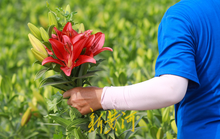 百合花海即将盛开，端午时节来赏花吧