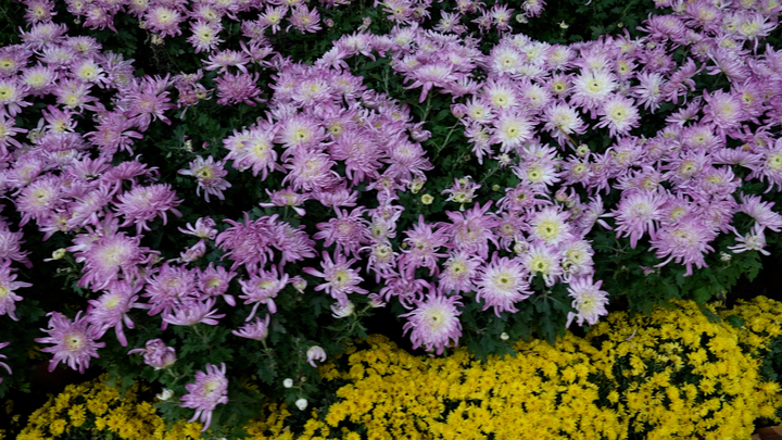 趵突泉不只有“猪鲤”，还有“胖菊”  