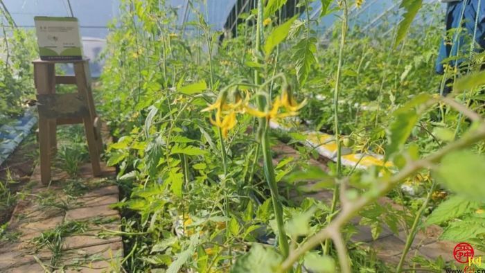 全国劳动模范坐镇的西城高科，8年来为三农创造了哪些惊喜？