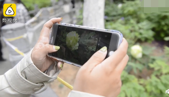 镇园之宝！公园雇保安专门看护1株绿牡丹：1株价格曾达10万