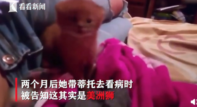 小奶猫是美洲狮原来是这样的 