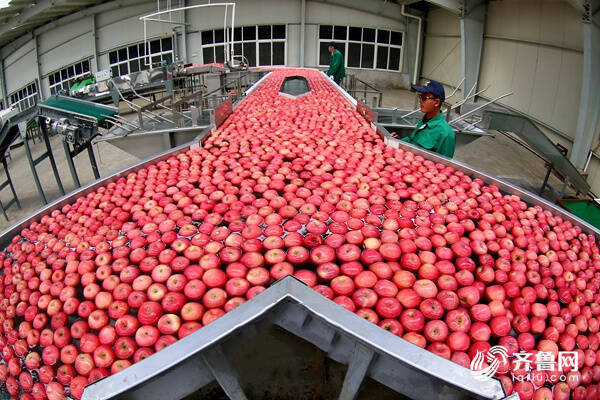 “硬核”实力！总产值首超万亿元背后的山东农业“发展密码”