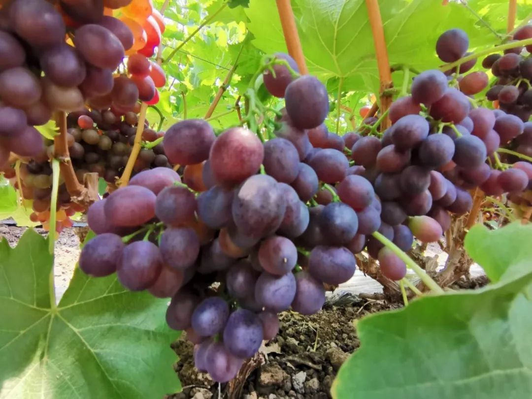 潍坊3万多斤葡萄即将烂在枝头，无人收....求助!!!