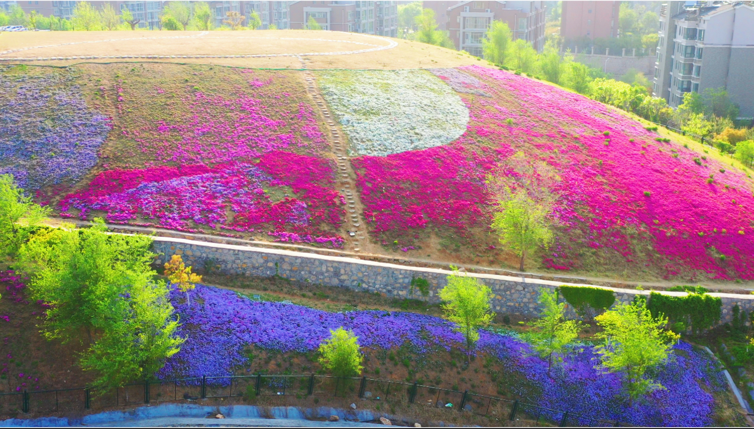 济南牧牛山福禄考花海绽放！