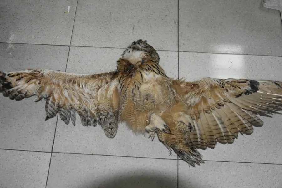 最高检发布第三批妨害新冠肺炎疫情防控犯罪典型案例