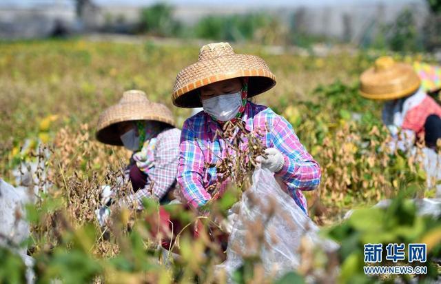 改变世界的一粒种子——从中央一号文件看打赢种业翻身仗