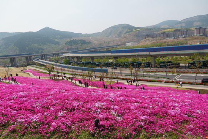 四月来济南一起走花路！打卡赏花路线get