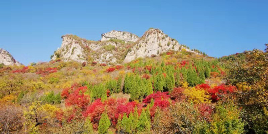 秋日赏枫新去处 济南青铜山大峡谷风景区