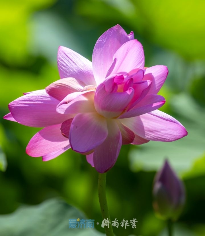 济南并蒂莲“出圈”背后：一朵市花牵动一座城