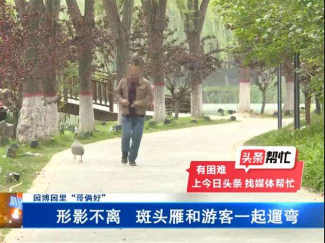 已确认,网红大雁“大宝”突然死亡!公安介入