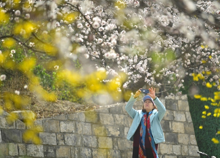 赏花看景两相宜，腊山河畔春色美