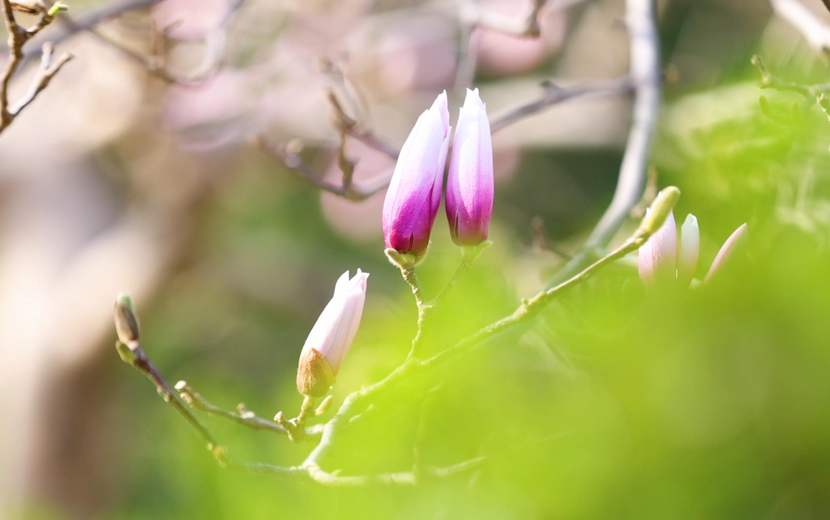 【飞阅泉城】怒放！百花公园 玉兰大道