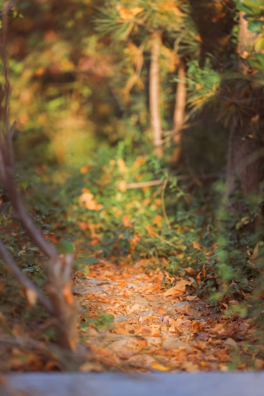 组图｜济南药山：闹中取静 秋意正浓