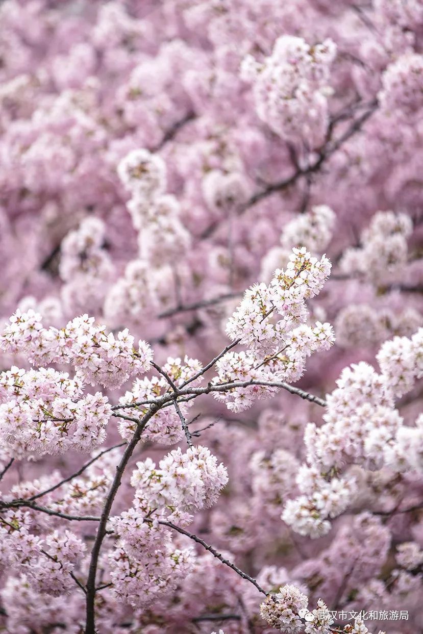 武大内、东湖畔！樱花开了！