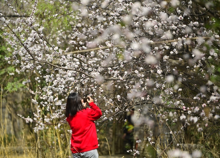 赏花看景两相宜，腊山河畔春色美