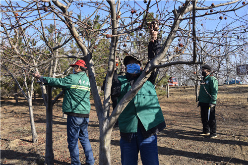 迎春花开养护忙