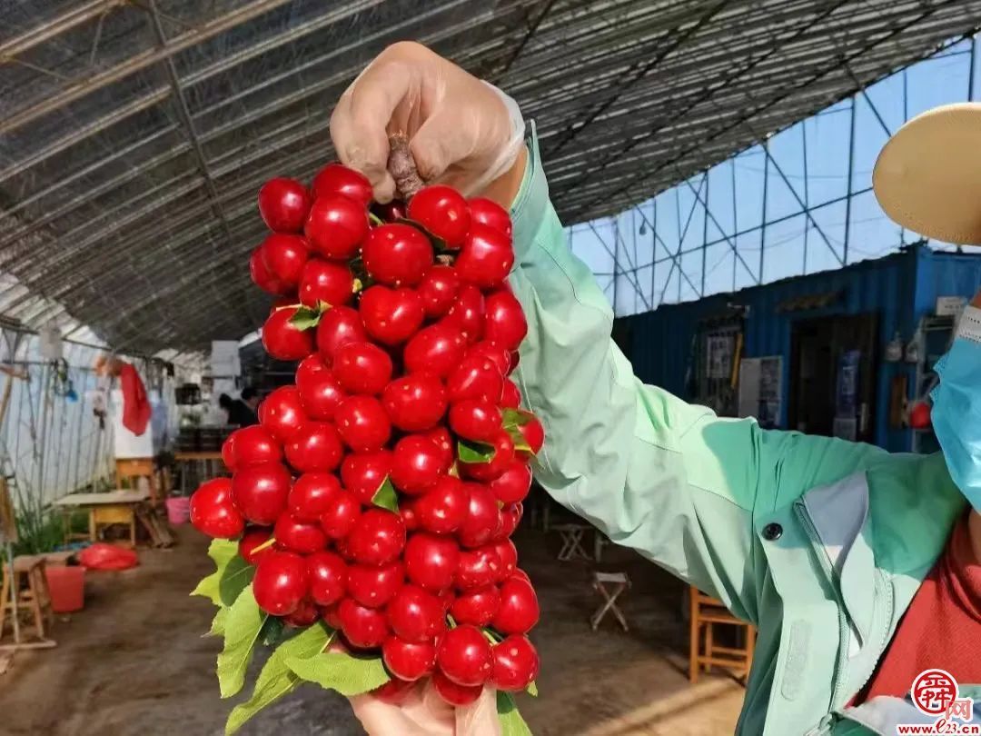 济南造樱桃喝泉水“撑”到两个大，上市30天火爆售空