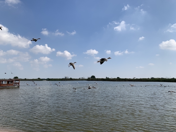 【在习近平新时代中国特色社会主义思想指引下】吸引更多生物来安家在黄河入海处看到“天然”
