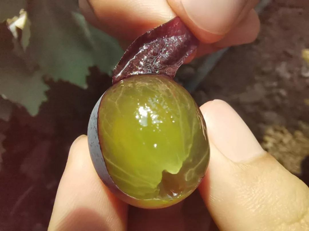 潍坊3万多斤葡萄即将烂在枝头，无人收....求助!!!