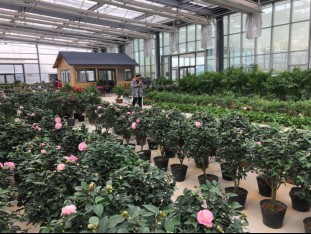 【决胜2020】山东济宁：小蘑菇带来大财富，从“落后贫困”到“世外桃源”