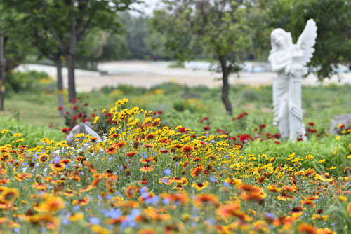 200多种月季花，十几种宿根花 ……寿光花卉新品种丰富城市色彩