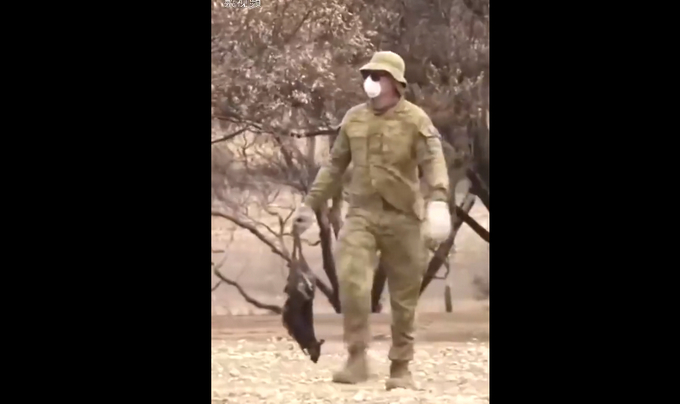 澳袋鼠岛一半被烧，军方清理动物尸体，专家：山火后恢复生态需百年