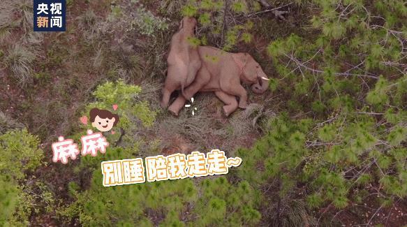 扭屁股、蹭蹭蹭……小象花式撒娇阻拦象妈妈午休