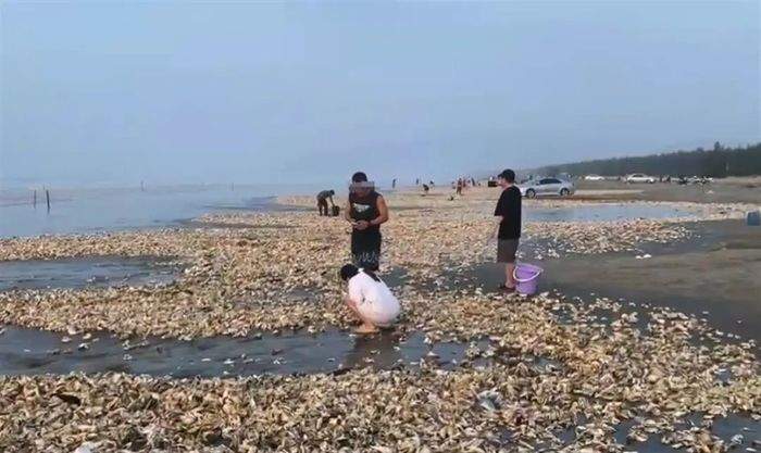广东汕尾一海滩现百米生蚝带，有人捡百来斤，官方：建议别吃