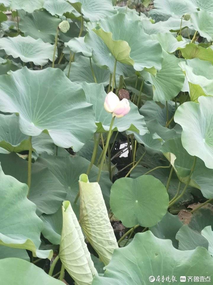 罕见并蒂莲再现大明湖！生成概率十万分之一，景区今年第二次发现