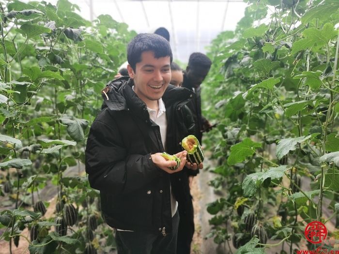 产业产值超18亿元，高官寨街道全力打造江北最大甜瓜市场