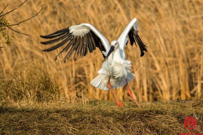 一湖一世界 一水一天堂——五一打卡，白云湖国家湿地公园等您来！