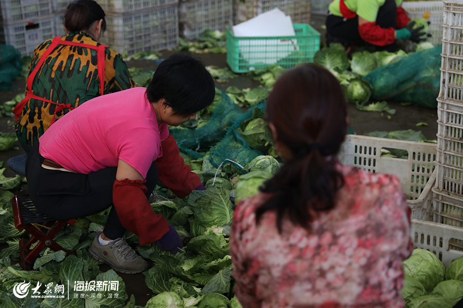 台风后探访寿光蔬菜物流园：供货充足！尖椒、西红柿、芹菜批发价降了（组图）