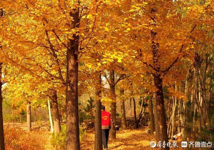 济南东郊乡野小河边，大片银杏树叶随风飘落，美如金色油画