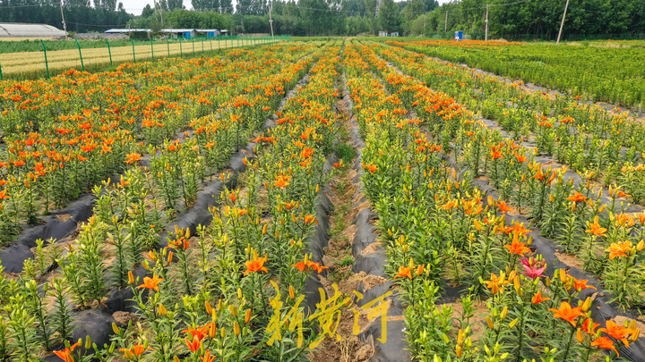 百合花海即将盛开，端午时节来赏花吧