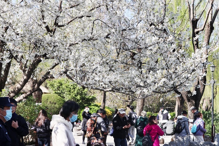 樱园春色满 花海五龙潭 第二十届五龙潭樱花节拉开帷幕