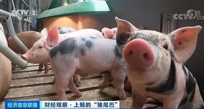 猪肉价格反弹！房企抢滩 卖猪比卖房挣钱？