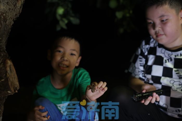 亩产收入最高达上万元 章丘这个村林下“掘金”