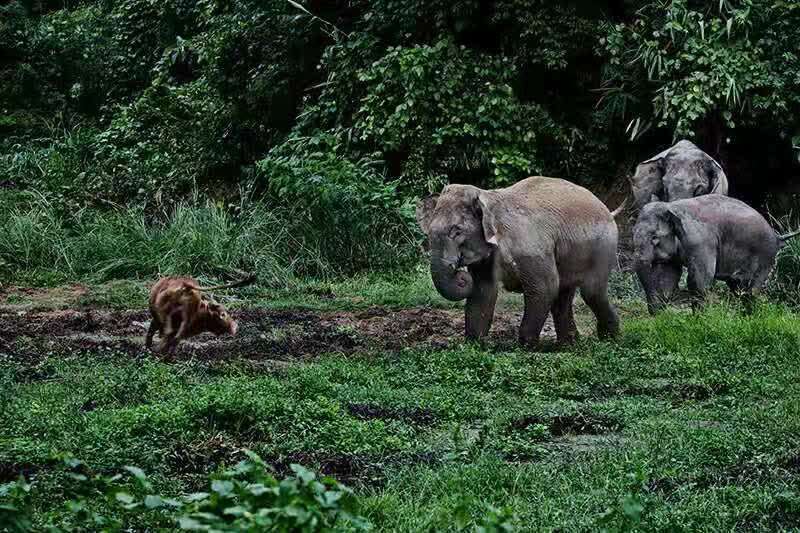 北迁亚洲象未对人员造成伤亡 云南正采取措施让象群“回家”