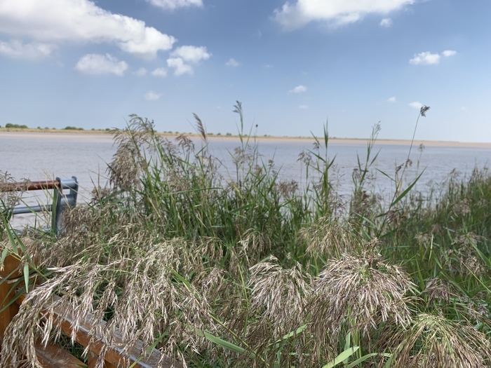 【在习近平新时代中国特色社会主义思想指引下】吸引更多生物来安家在黄河入海处看到“天然”